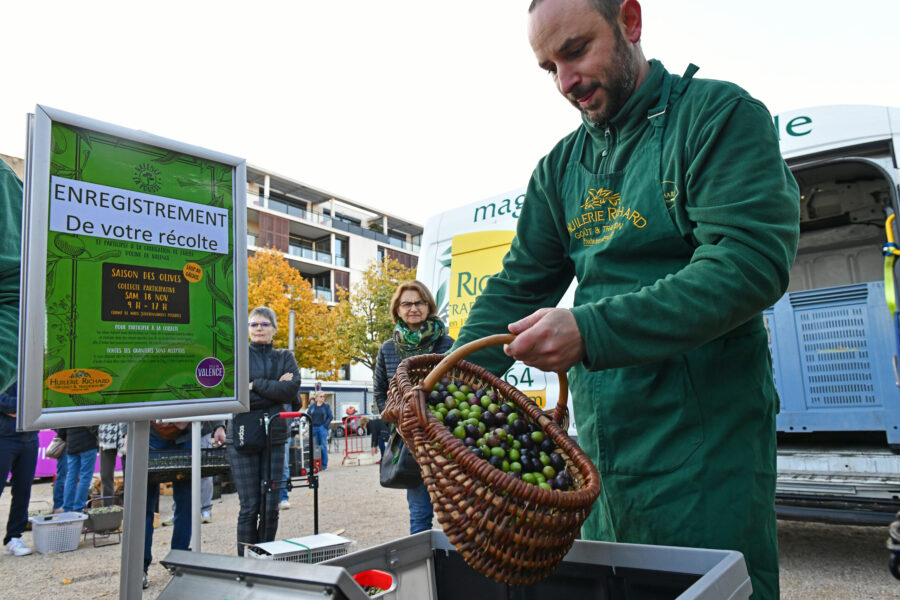 collecte participative d’olives