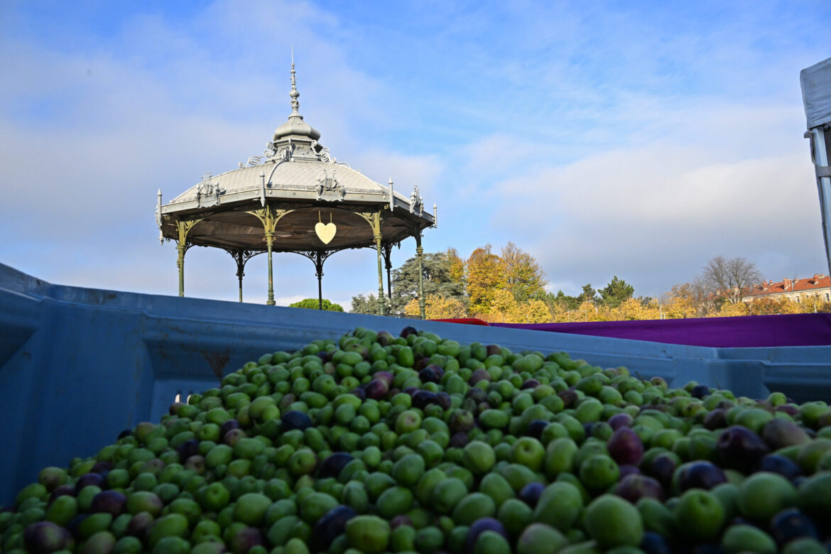 collecte participative d’olives